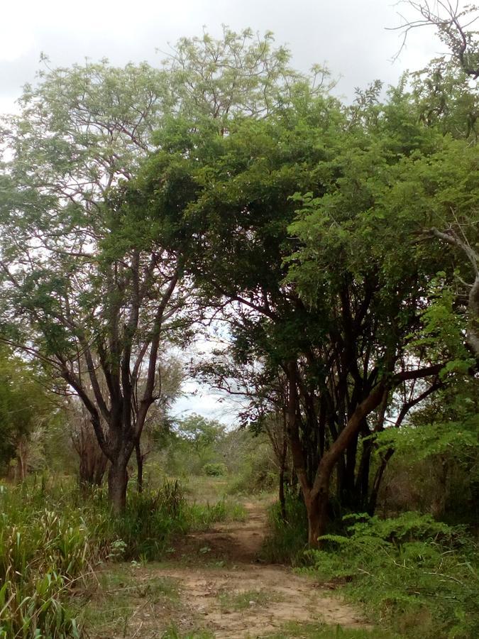 Wilpattu Holiday Home Nochchiyagama Екстер'єр фото